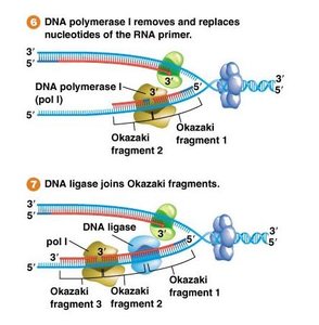 DNA pol I removes primers, DNA ligase joins fragments