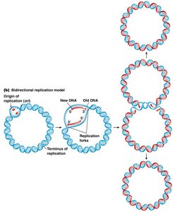 Bidirectional replication model in circular bacterial chromosome