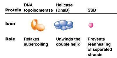 Table of DNA replication proteins: topoisomerase, helicase, SSB