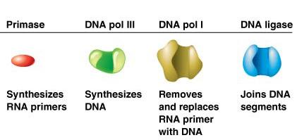 Table of DNA replication proteins: primase, DNA pol III, DNA pol I, DNA ligase