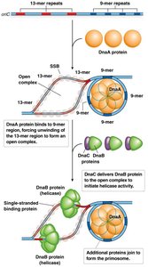 Initiation of replication at E. coli origin