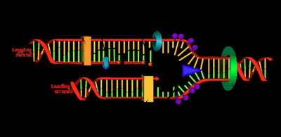 Alternative image of the replisome