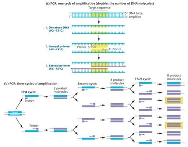Steps in the polymerase chain reaction (PCR)