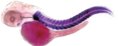 FISH in a zebrafish embryo