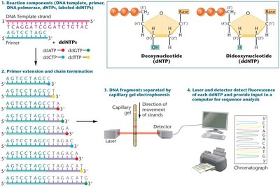 Sanger sequencing process