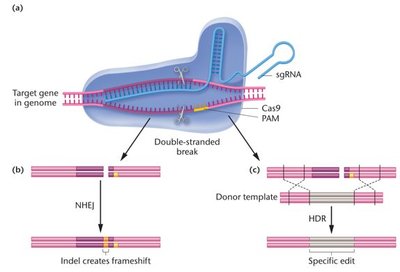 CRISPR-Cas9 genome editing mechanism