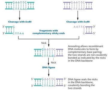 EcoRI cleavage and DNA ligation to form recombinant DNA