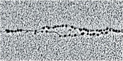 Electron micrograph of a eukaryotic replicating fork with nucleosomes