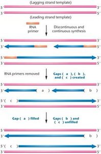 Diagram illustrating the difficulty encountered during the replication of the ends of linear chromosomes
