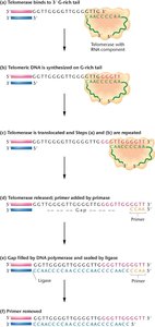Diagram illustrating the action of telomerase in extending telomeres