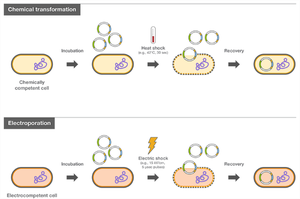 Chemical and electroporation methods for transformation