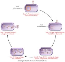 Lytic cycle of bacteriophage infection