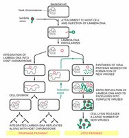 Comparison of lytic and lysogenic pathways in bacteriophage