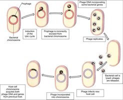 Transduction process in bacteria