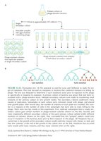 Luria-Delbrück fluctuation assay experimental setup and results