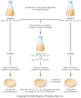 Experimental setup for bacterial recombination
