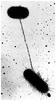 Electron micrograph of pilus formation between bacteria