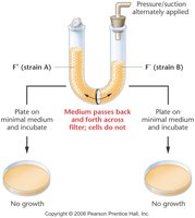 U-tube experiment showing requirement for cell contact in conjugation