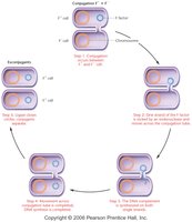 Stepwise diagram of bacterial conjugation