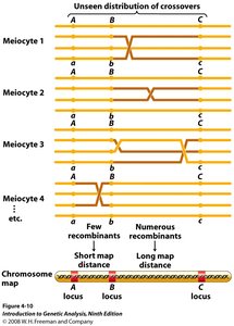 Chromosome map and distribution of crossovers