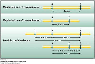Additive map distances