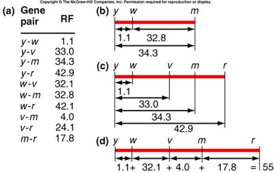 Effect of adding additional loci to genetic maps