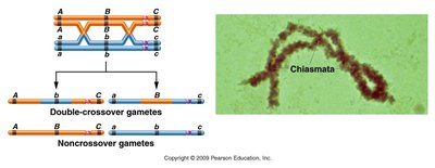 Testcross progeny and recombination classes