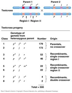Genetic map of p-j-r region