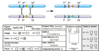 Double crossover separates middle gene