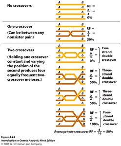 Types of crossovers and recombination frequencies