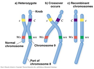 Chromosome crossover and recombinant chromosomes