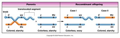 Parents and recombinant offspring in corn