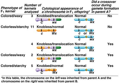 Table of phenotypes and crossover events in corn