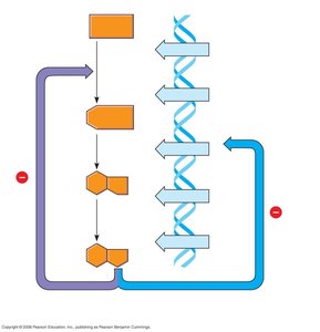 Diagram of feedback inhibition and gene regulation