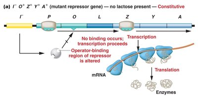 Genetic proof of the operon model