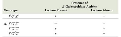 Genetic proof of the operon model