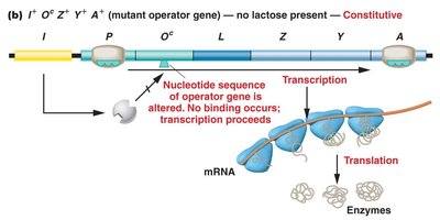 Genetic proof of the operon model