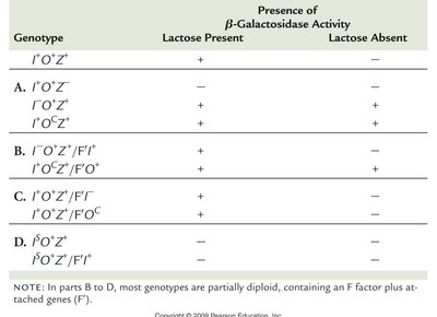 Genetic proof of the operon model