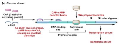 CAP-cAMP complex binding in absence of glucose