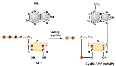 CAP cannot bind efficiently in presence of glucose