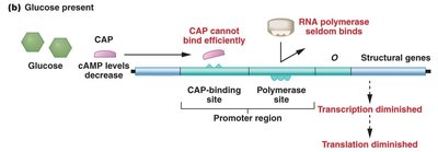 Structure of the trp operon