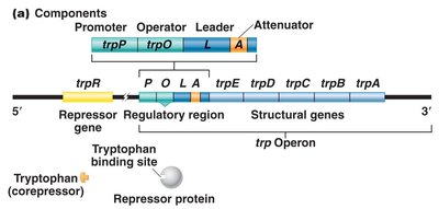 trp operon regulation