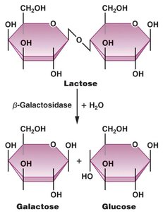 Hydrolysis of lactose by β-galactosidase