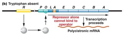 trp operon regulation with tryptophan present