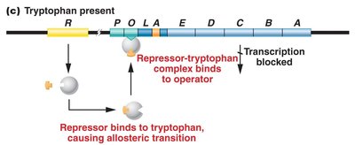 trp operon regulation with tryptophan absent