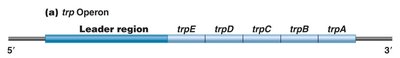 trp operon leader region and attenuation