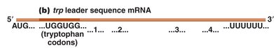 trp leader sequence mRNA