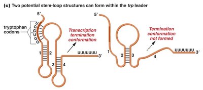 Stem-loop structures in trp leader