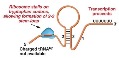 Ribosome stalls on tryptophan codons, allowing stem-loop formation