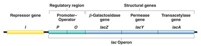 Structure of the lac operon